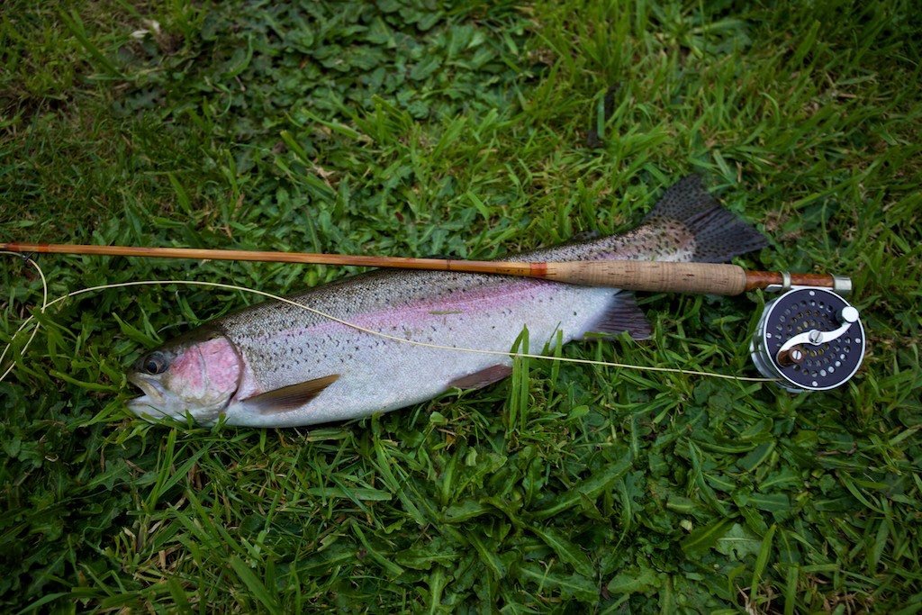 A fish from the casting pool, about to go back after a quick photo.