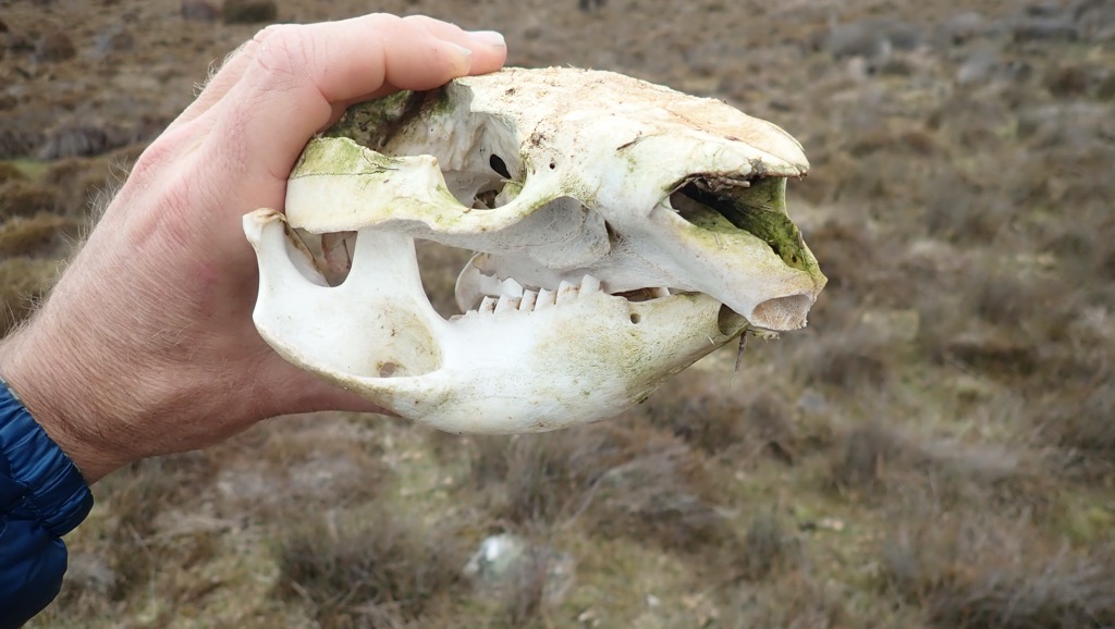 Wombat skull