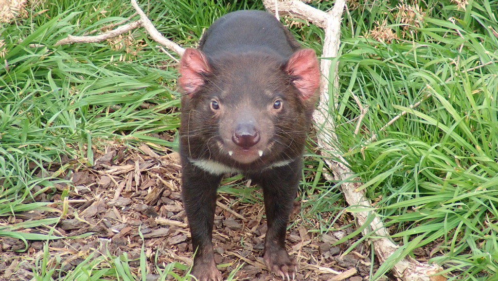 Tasmanian Devil